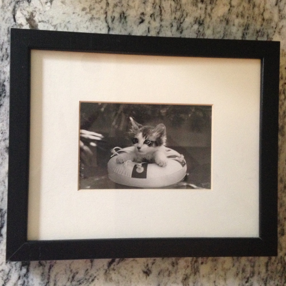 B&W Kitten Photo